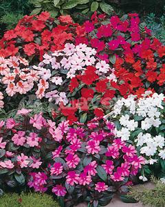 گل امپیشن هاوکری